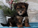 İyi Bir Arkadaşın Başlangıcı: Havanese Yavrularıyla Tanışın!