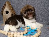 Ailemizi Tamamlamaya Hazır Havanese Yavrularıyla Tanışın!