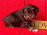 Hayalinizdeki Dostlar Burada: Havanese Yavrularıyla Tanışın!