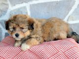 Güzel Anılar Başlamadan Önce: Havanese Yavruları Sahiplenmeye Hazır!