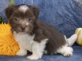 Mutlu Anılar Başlamadan Önce: Havanese Yavruları Sahiplenmeye Hazır!