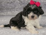 Sizinle Büyüyecek Minik Canlar: Havanese Yavruları Sahiplenmeye Hazır!