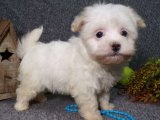 Mutlu Anılar Bir Arada: Havanese Yavruları Hemen Sahiplenmeye Hazır!