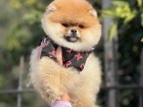 Üst Düzey Pomeranian Boo Teddy Face