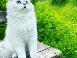 British Longhair Oğluma Eş Arıyorum