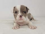 Sevimliliğin Doruk Noktası: İngiliz Bulldog Yavrumuz Yeni Bir Yuva Arıyor!