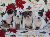 Sıcacık Bir Yuva İçin: İngiliz Bulldog Yavruları Aranıyor!