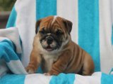Sevimlilikte Sınır Tanımayan Yavrular: İngiliz Bulldog Yavruları!