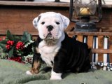 Evinizi Minik Bir Melek Ziyaret Ediyor: İngiliz Bulldog Yavruları!