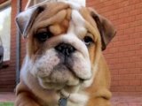 Sıcacık Patiler, Sizinle Buluşmaya Hazır: İngiliz Bulldog Yavrusu!