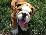 Aşk Dolu Gözlerle Bakış: İngiliz Bulldog Yavrusu Satışta!