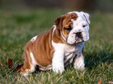 Aileye Katılacak Minik Misafir: İngiliz Bulldog Yavrusu Satılık!