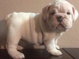 Sevgi Dolu Bakışlarla: İngiliz Bulldog Yavru Sahiplenmeye Hazır!