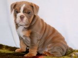 Minik Canlar, Büyük Sevgi: İngiliz Bulldog Yavruları Bekliyor!