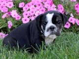 Hayallerinizdeki Dost: İngiliz Bulldog Yavruları Uygun Fiyatla!