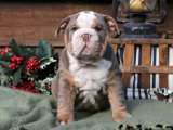 Ailemizi Tamamlamak İçin: İngiliz Bulldog Yavruları Satılık!