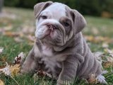 Sıcacık Bir Yuva Arıyor: İngiliz Bulldog Yavruları Aranıyor!