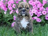 Minik Patiler, Sizin İçin Çarpıyor: İngiliz Bulldog Yavruları Satışta!