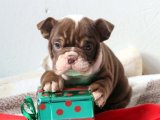 Aşkla Sarılı Patiler: İngiliz Bulldog Yavruları Sahiplenilmeyi Bekliyor!