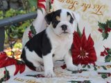 Minik Dostunuz Sizi Bekliyor: İngiliz Bulldog Yavru Köpek!