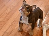 Evinize Mutluluk Getirin: İngiliz Bulldog Yavrusu Uygun Fiyatla!