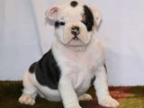 Aşk Dolu Patilerle: İngiliz Bulldog Yavruları Satışta!