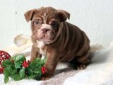 Ailemizi Tamamlamak İçin: İngiliz Bulldog Yavruları Sizi Bekliyor!
