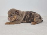 Küçük Bir Mucize: İngiliz Bulldog Yavruları Uygun Fiyatlarla!