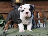 Evinizi Renklendirin: İngiliz Bulldog Yavruları Sahiplenilmeyi Bekliyor!