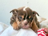 Sıcacık Bir Yuva Arıyor: İngiliz Bulldog Yavruları Sahiplenilmeyi Bekliyor!