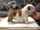 Oyun Dolu Anlar İçin: İngiliz Bulldog Yavruları Yeni Ailelerini Arıyor!