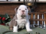 Minik Patiler, Büyük Sevgi: İngiliz Bulldog Yavruları Satışta!