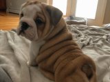 Sevgiye Hasret: İngiliz Bulldog Yavruları Uygun Fiyatlarla!