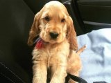 Hayallerin Köpeği: İngiliz Cocker Yavrularıyla Tanışın ve Sevin!