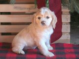 Rüya Köpekler: İngiliz Cocker Yavrusu Bulabileceğiniz Yer!