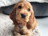 Gönlünüzü Çalacak Minik Dostlar: İngiliz Cocker Yavrusu!