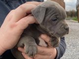 Enerji Dolu Patiler: İngiliz Staffordshire Terrier Yavru Köpek!