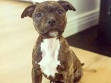 Sıcacık Bir Yuvaya İhtiyaçları Var: İngiliz Staffordshire Yavru Köpeklerimiz!