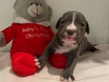 Sevgi Dolu Gözler: İngiliz Staffordshire Yavru Köpeklerimiz!
