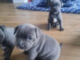 Aile Boyu Mutluluk: İngiliz Staffordshire Terrier Yavru Arayışındayız!