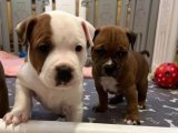 Maceraperest Minik: İngiliz Staffordshire Arayışında!
