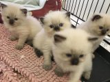 Minik Himalayan Sürprizi: Evimizdeki Sevgiye Ortak Olun!