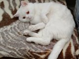 British Shorthair Erkek Oğluma Eş