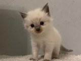 Aileniz İçin Mükemmel Tamamlayıcı: Birman Yavrusu Uygun Fiyatla!