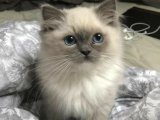 Pati İziyle Gelen Mutluluk: Birman Yavrusu Arayanlara Özel Teklif!