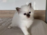 Evimizdeki Boşluğu Dolduracak: Birman Kedisi Yavrusu Satılık!