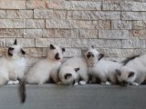 Sevgiyle Büyüyen Minik Can: Birman Yavrusuyla Tanışın!
