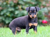 Cüce Sevgi: Minyatür Pinscher Yavrumuz Yeni Bir Ev Arıyor!