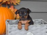 Minyatür Pinscher Cazibesi: Yavrumuz Seni Bekliyor!