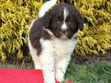 Sevgi ve Oyun Dolu Anılar İçin Minik Patiler: Newfoundland Yavrular!